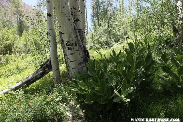 Mount Jefferson Trail - Nevada