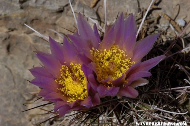 A different cactus flower