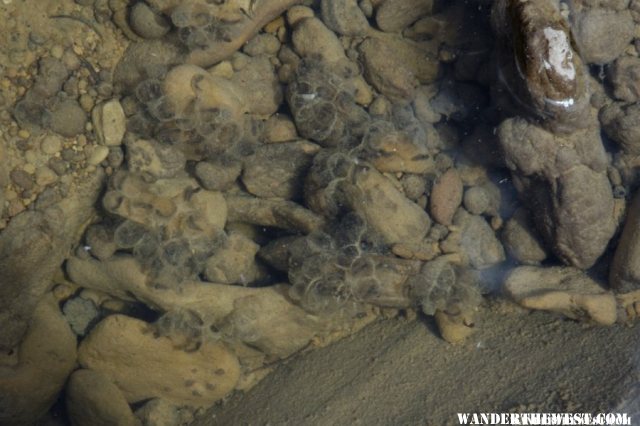 Tadpole-Eggs in tiny pool