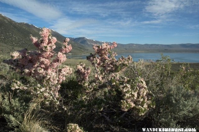 Mono Lake & flowering shrub in May