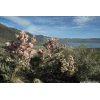 Mono Lake & flowering shrub in May