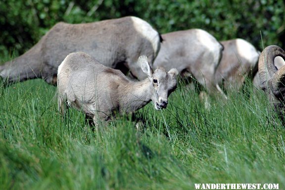 Bighorn family chows down