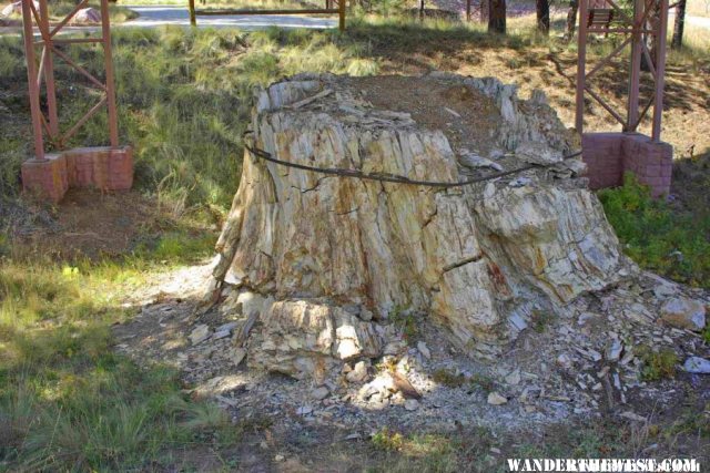 Fossil Redwood