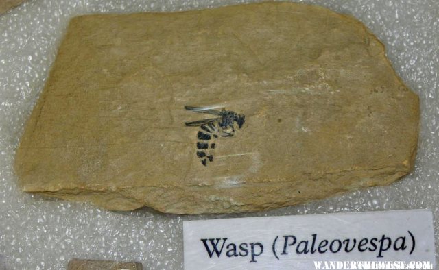 Fossil Wasp
