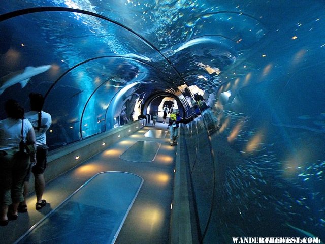 Tunnel inside the Oregon Coast Aquarium