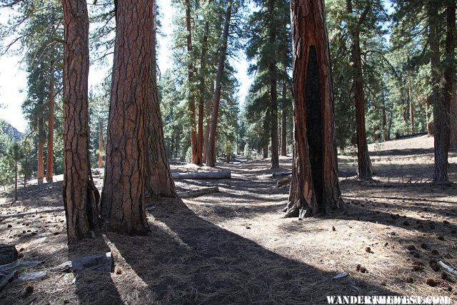 The Cinder Cone Trail follows the wagon path of the Lassen Emigrant Trail