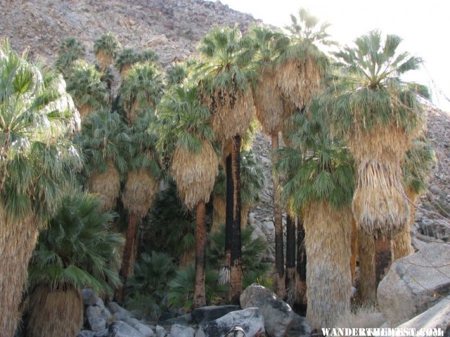 The palms at 49 Palms Oasis