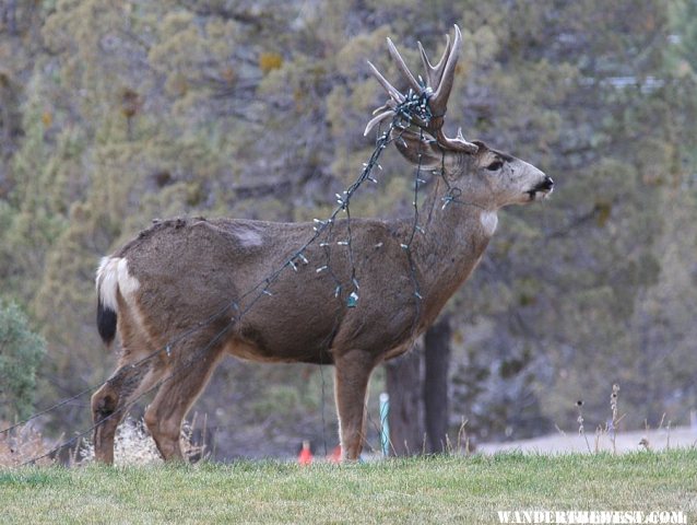 Christmas Deer in Bend, Oregon