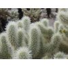 Chollo Cactus