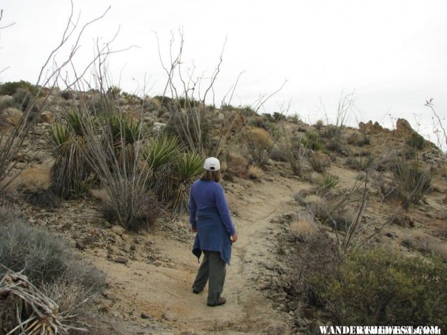 There is a small Ocotillo Patch along the trail.