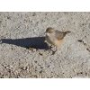 Desert Wren