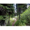 Trail to Drinnon Lake.jpg