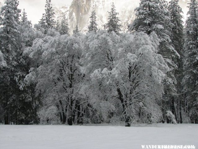 Oak trees in the meadow after snow fall.