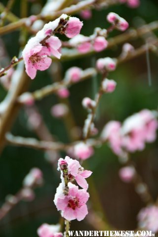 April Snow on Peach Blossoms 