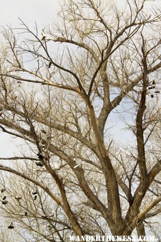 Shoe Tree - The Other Cottonwood