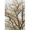 Shoe Tree - The Other Cottonwood