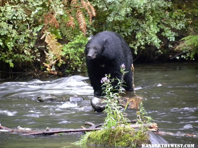 black bear fishing campbell river area