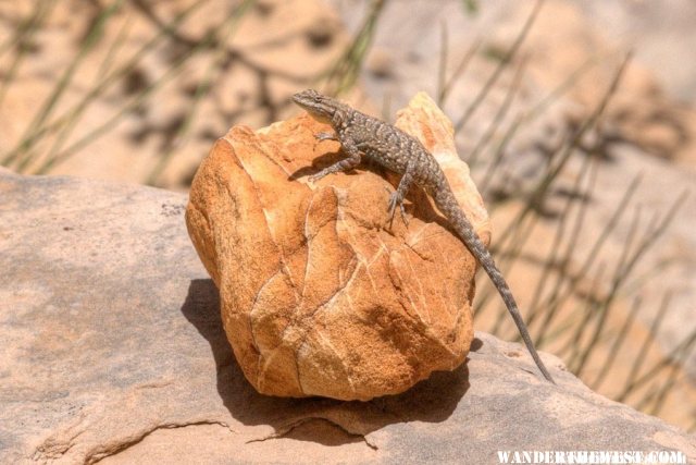 Posing Lizard in Headquarters Canyon