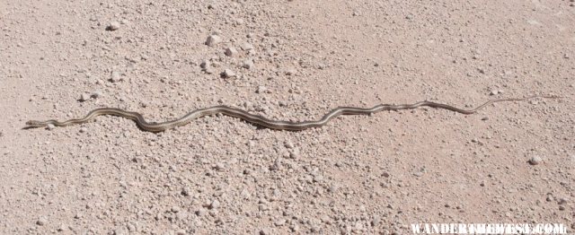 Snake!  On the Toroweap Road