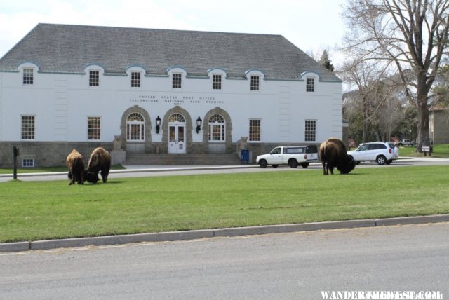 Bison bumping heads in front of the Post Office