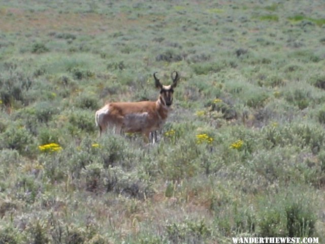 Pronghorn along south boundry road