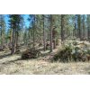 Pine Mountain:  Tree-Thinning Slash Piles