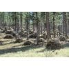 Pine Mountain: Tree-Thinning Slash Piles