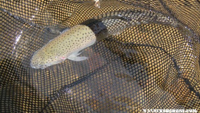 Typical Pocket Water Trout