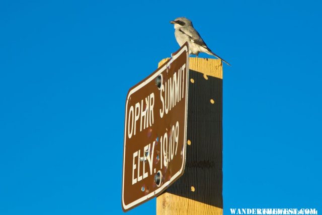 Loggerhead Shrike