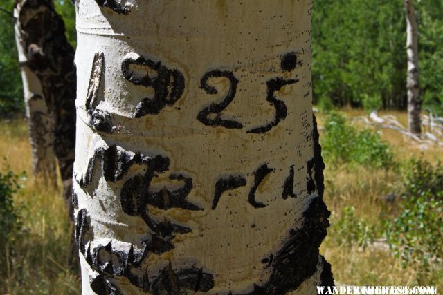 Aspens