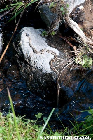 Garter Snake at Can Spring brook