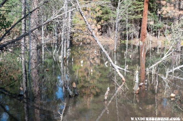Beaver-brutalized and drowned trees