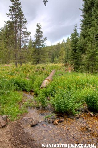 Wet Meadow at Cave Lake C.G.