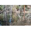 Beaver-brutalized and drowned trees