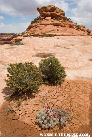 Cedar Mesa, UT