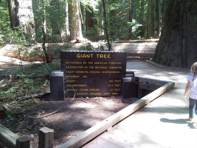 "Giant Tree"