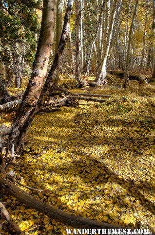 Creek Covered with Leaves