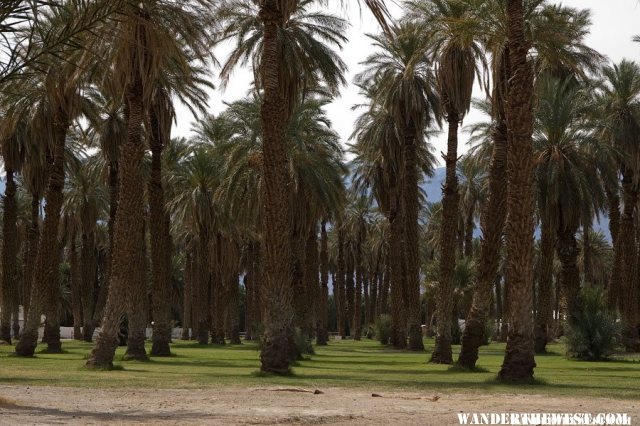 Furnace Creek Date Palms