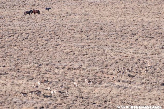 Ungulates -- wild and feral -- living in harmony!