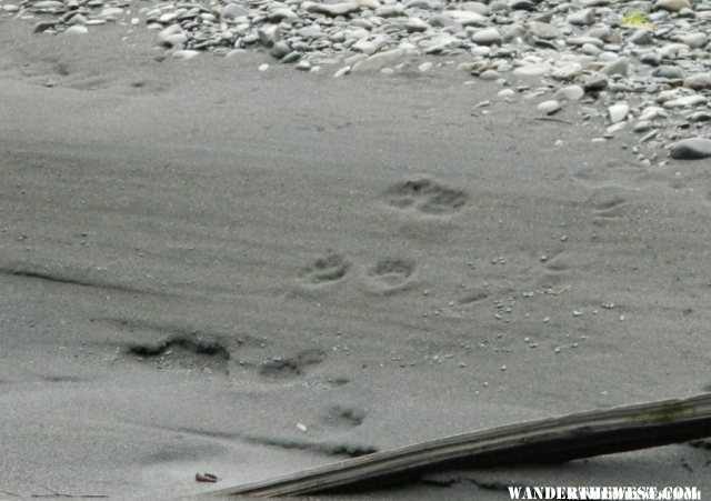 Otter (?) tracks