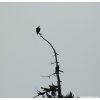 Bald Eagles in Hoh River Campground