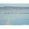 Tundra Swans at Lower Klamath NWR.