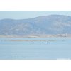 Two Bald Eagles and a Raven on frozen Tule Lake