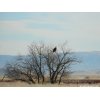 Bald Eagle at Lower Klamath NWR.