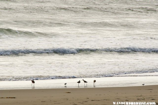 Limantour Beach