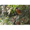 Male Robin