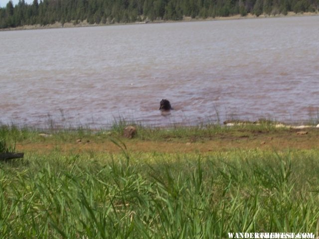 bob taking a swim, Janes Res, Modoc NF