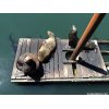 Seals at Newport