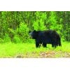 Bear in Alaska by LNorman