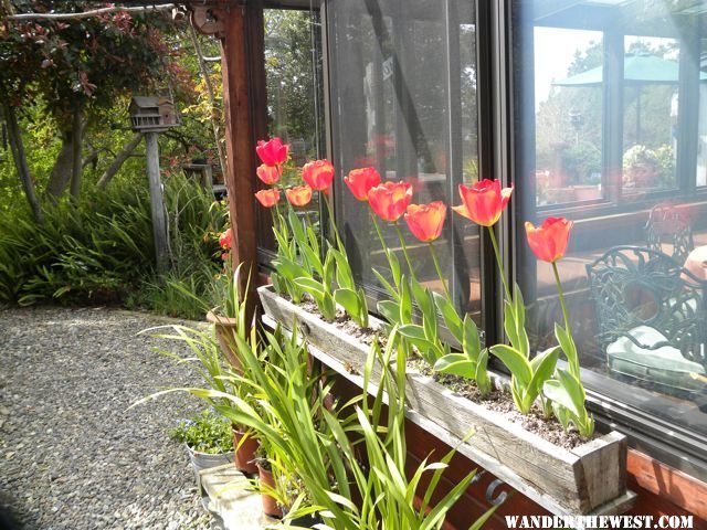 tulip time,happy spring everyone